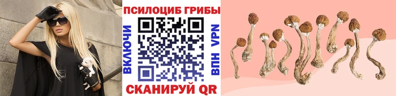 магазин наркотиков Арзамас Псилоцибиновые грибы Psilocybe